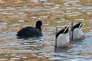 American coot and ducks crossroad on the pond