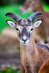 Mufflon ( Ovis orientalis musimon ).