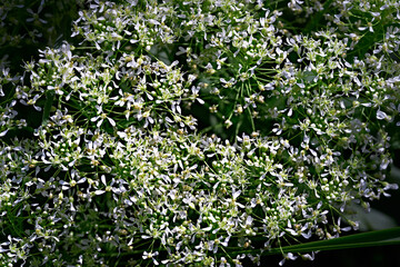 White lilac flowers. Blooming tree.