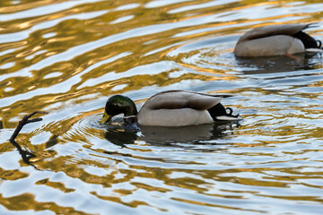 duck is drinking a water