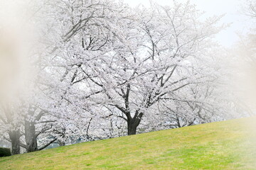 日本の桜