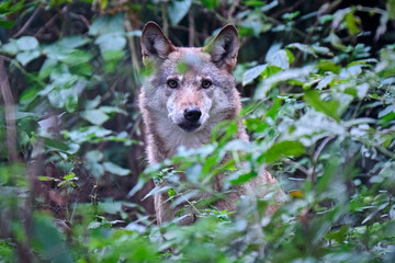 Europäischer Wolf ( Canis lupus ).