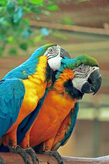 the parrot in the park
