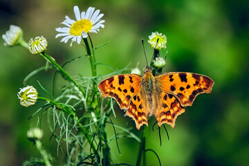 Obraz premium C-Falter ( Polygonia c-album, Syn.: Nymphalis c-album ).