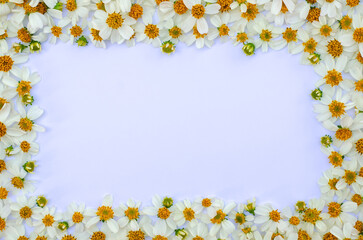 Spanish needles or Bidens alba flowers set as frame on white paper background.