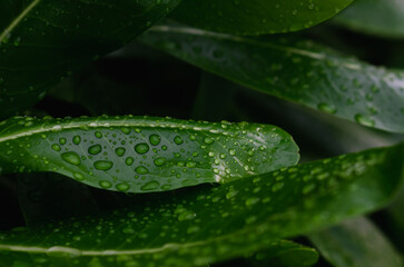 Background and texture of green leaves with rain drop in rain season.