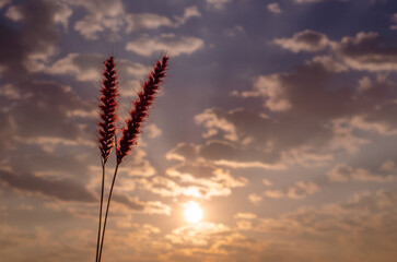 Pink flowers of feather pennisetum or mission grass with dawn sky and clouds background.