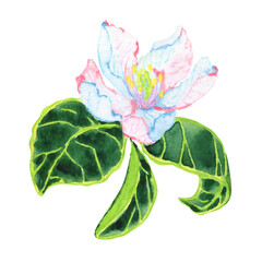 Beautiful watercolor Quince flower isolated on white