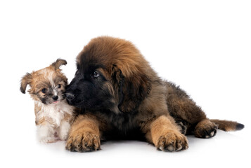 young Leonberger and lhasa apso