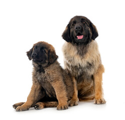 Obraz premium young Leonbergers in studio