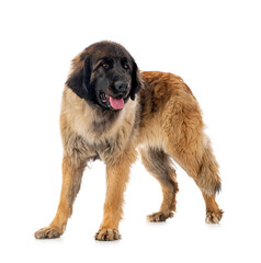 young Leonberger in studio