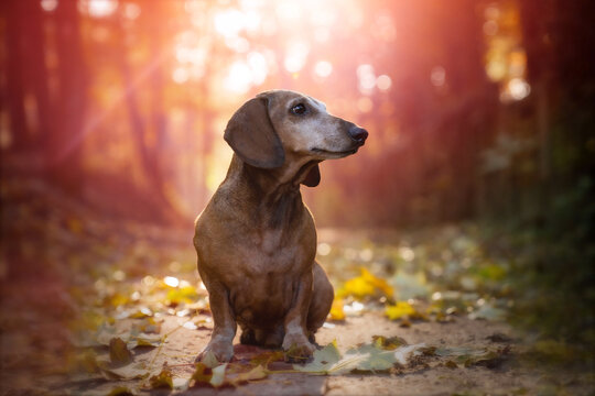 Dackel mit unscharfen Hintergrund. In der Natur.