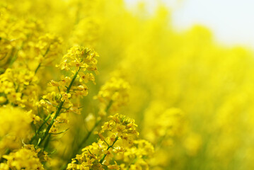 Yellow flower Barbarea vulgaris. Spring season.