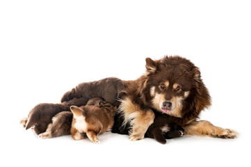 young Finnish Lapphund in studio