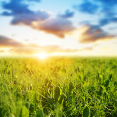 Young pea plants growing on the field at sunset. Spring landscape.