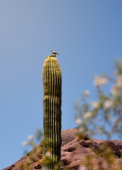 curve billed thrasher on cactus