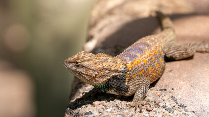 Desert spiny lizard sunbathing