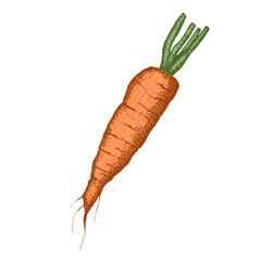 Carrot hand drawn illustration. Condiment for vegetable salad. Healthy vegetarian food. Clipart for packaging, label, menu or showcase. Isolated on white background.