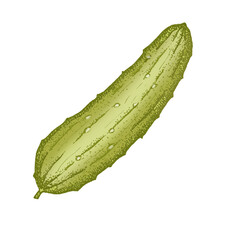 Cucumber hand drawn illustration. Condiment for vegetable salad. Healthy vegetarian food. Clipart for packaging, label, menu or showcase. Isolated on white background.
