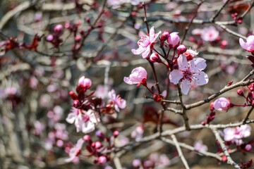 Pissardi plum tree blooming with pink flowers. Selective focus. Blurred background