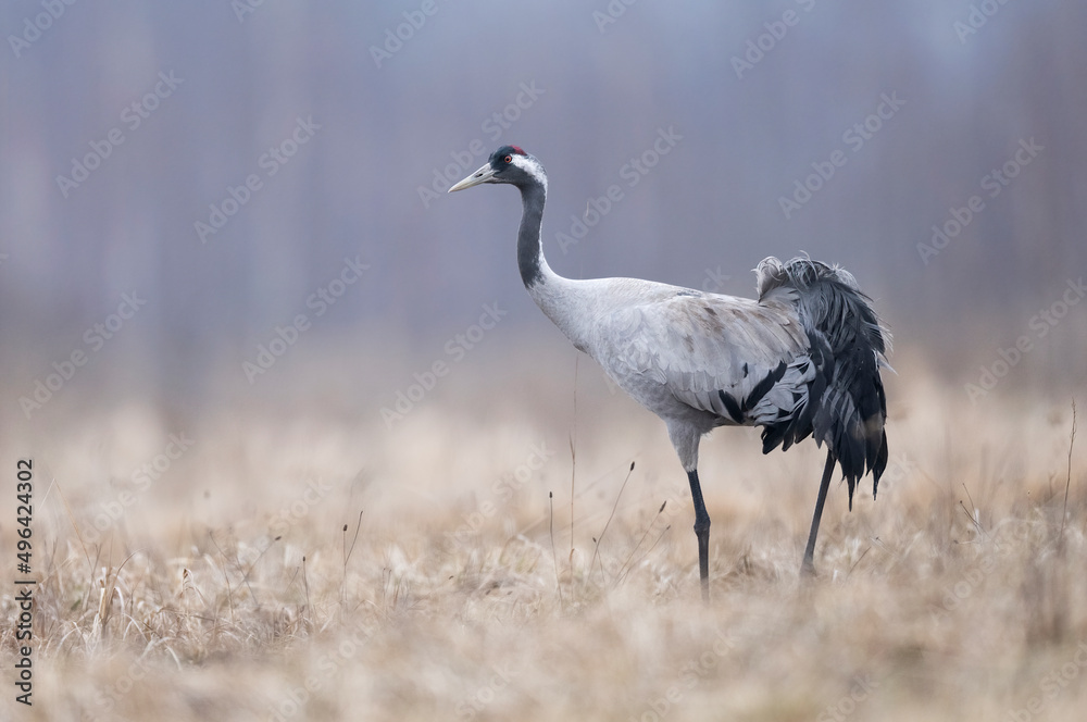 Canvas Prints common crane bird ( grus grus )