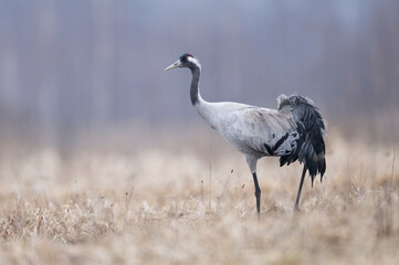Common crane bird ( Grus grus )