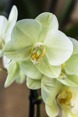 white orchid flower