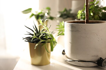 Different indoor flowers in pots indoors