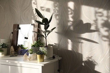 Different indoor flowers in pots indoors