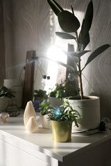 Different indoor flowers in pots indoors