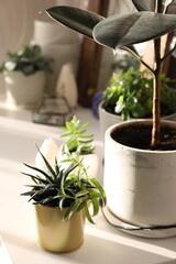 Different indoor flowers in pots indoors