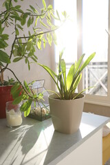 Different indoor flowers in pots indoors