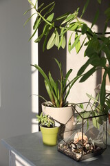 Different indoor flowers in pots indoors