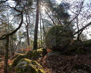 foret de Fontainebleau