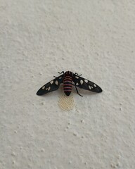 Black orange Indian wasp moth laying eggs