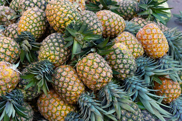 A pile of pineapples on a food market in Dominican Republic. Fresh juicy organic fruits. 
