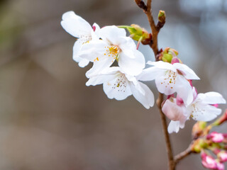 滋賀県 大津市皇子が丘公園の桜