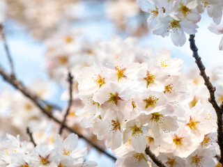 滋賀県　大津市皇子が丘公園の桜
