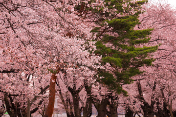 pink blossom