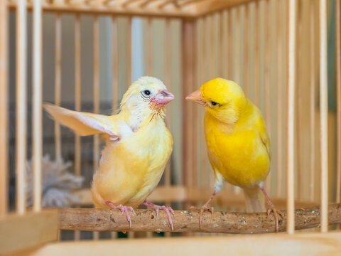 Selective focus. Baby canary learn to fly under the supervision of his mom. Feeding a baby canary.