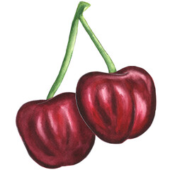 Red cherry, Watercolor illustration