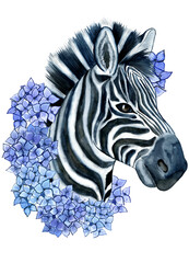 Zebra with hydrangea, Watercolor illustration