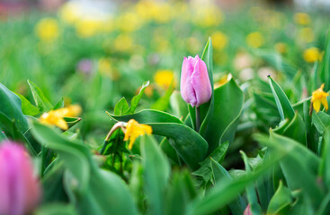 Obraz premium Pink Tulip Flower in Springtime Close up 
