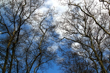 Beautiful blue sky with white clouds and tree branches on their background in early spring