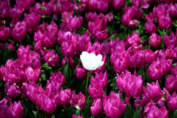 Bright purple tulips with one white tulip among them close up at Goztepe Park during the Tulip Festival in Istanbul, Turkey	