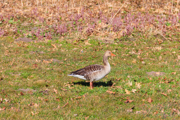Greylag goose (Anser anser) on the green grass