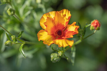 Ranunculus butterfly 'Minoan' a lux type waxy flowered ranunculus that is cold tolerant