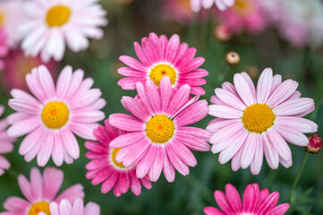 Obraz premium Marguerite daisy 'Strawberry Whip'