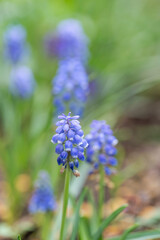 Mascara or grape hyacinth in flower in a garden