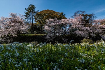 名古屋城と満開の桜